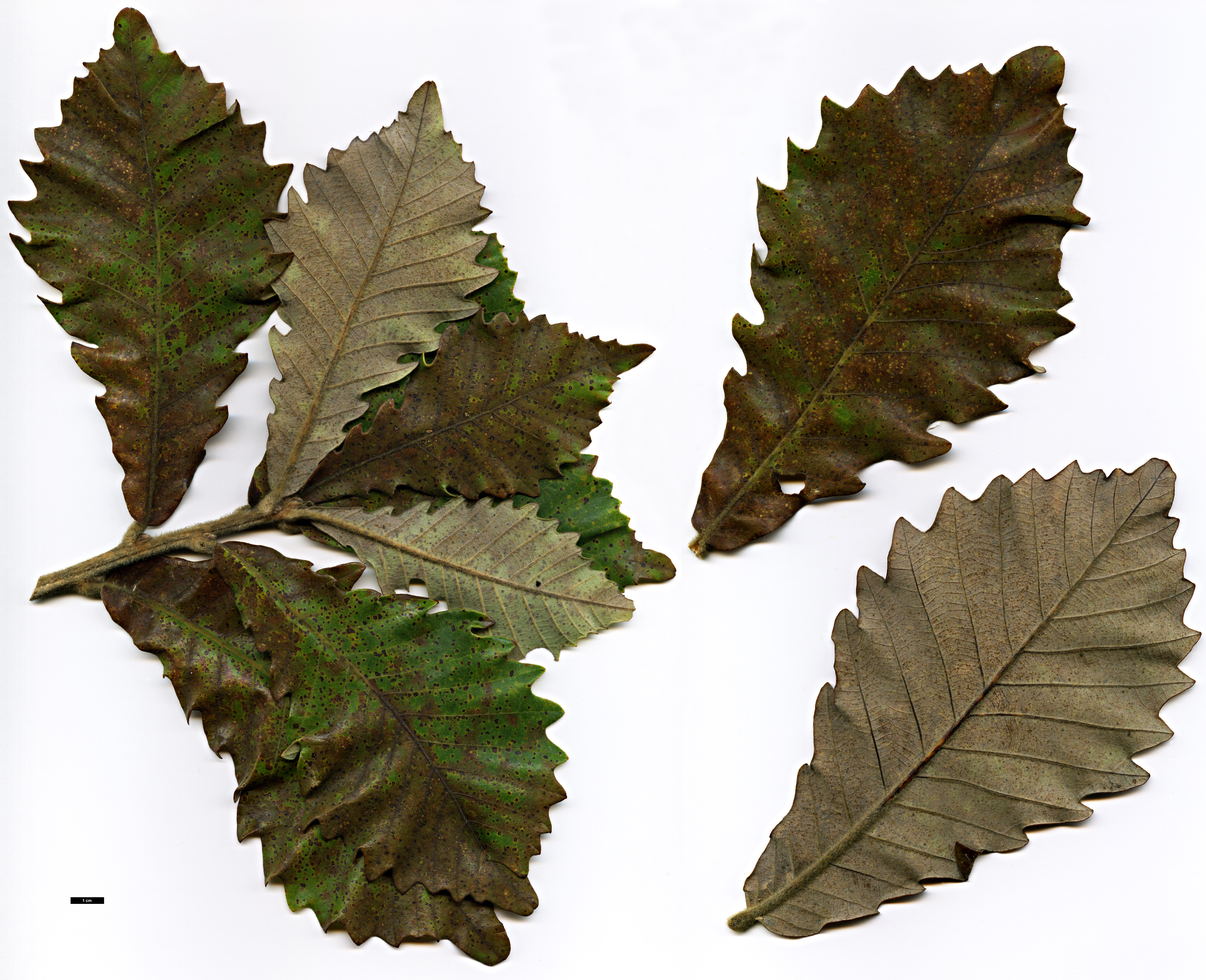 High resolution image: Family: Fagaceae - Genus: Quercus - Taxon: dentata - SpeciesSub: subsp. yunnanensis × Q.fabri